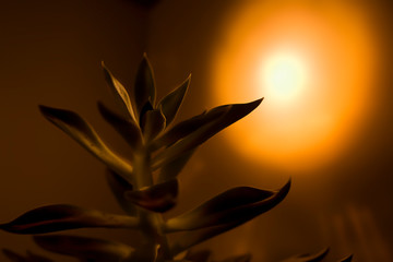 green succulent plant in a pot