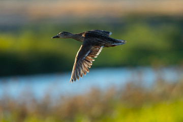 Very close view of female wild duck flying, seen in a North California marsh