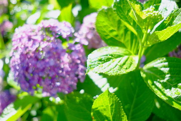 雨上がりのアジサイ