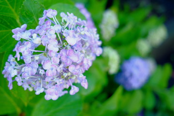 雨上がりのアジサイ