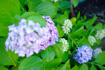 雨上がりのアジサイ