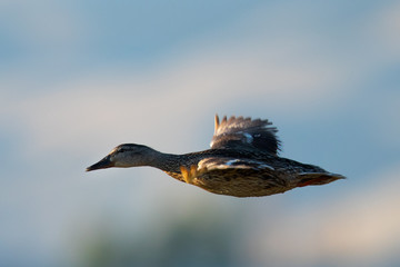 Very close view of female wild duck flying, seen in a North California marsh