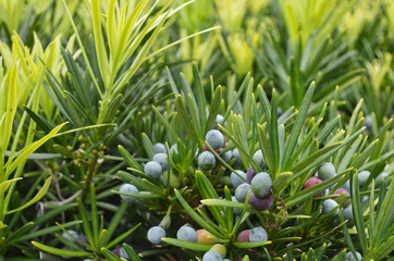 Yew New Growth and Berries and Needles Macro