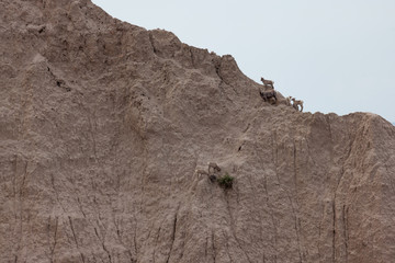 Wild Baby Sheep on a Steep Mountain