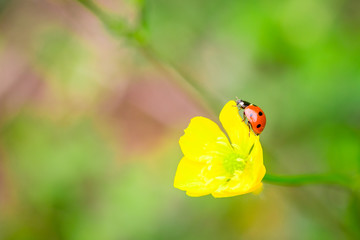 Closeup of red ladybug on yellow flower with a soft blurred background.