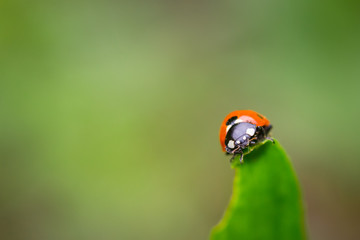 Closeup of red ladybug on top of green leaf with a soft blurred background.