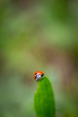 Closeup of red ladybug on top of green leaf with a soft blurred background.