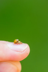 Closeup of two yellow ladybugs mating on the male finger with a soft blurred background.