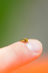 Closeup of two yellow ladybugs mating on the male finger with a soft blurred background.