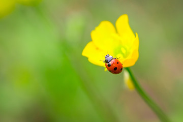 Obraz premium Closeup of red ladybug on yellow flower with a soft blurred background.