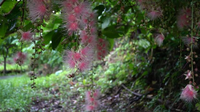 Miyako island, Japan - June 25, 2019: Falling flowers of Barringtonia racemosa or powder-puff tree or Common putat or or Fish-Killer Tree or Sagaribana in Miyako island, Okinawa 