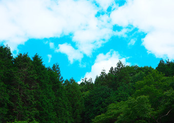 森の青空