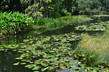 Fototapeta na wymiar Tropical Garden Lake with Curving Water Trail Plants and Reflection Landscape in Florida