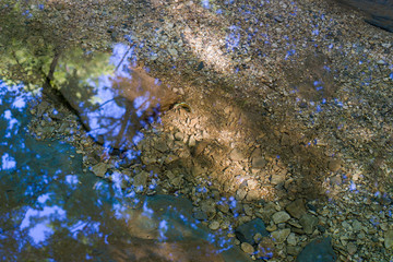 Forest river on a sunny summer morning.
