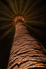 Palm at Night