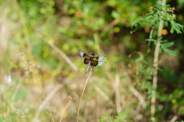 A dragonfly sits on a dry branch of grass on a sunny July morning in a Texas city park.