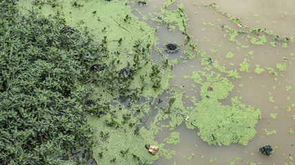 Plant in lake water in spring