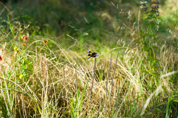 Dragonfly on the grass in a texas park in the early morning.