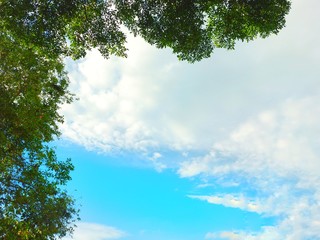 trees and sky