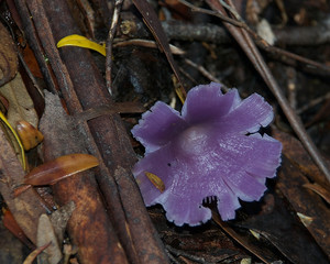 Lilac coloured fungi on floor of dank Tasmanian rainforest
