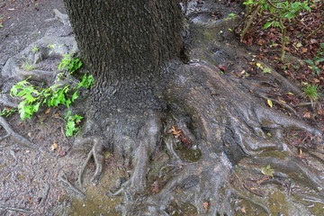 雨の日の公園のモミジバフウの根元