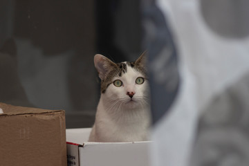 La mirada de un gato