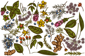 Vector set of hand drawn colored angelica, basil, juniper, hypericum, rosemary, turmeric - obrazy, fototapety, plakaty