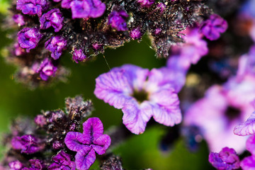 Fototapeta na wymiar crisp purple flowers 
