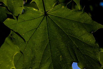 green maple leaf sun shining though