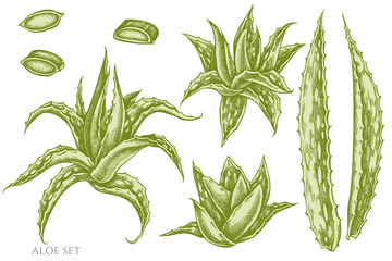 Vector set of hand drawn pastel aloe