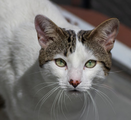 La mirada de un gato