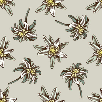 Seamless pattern with hand drawn colored edelweiss