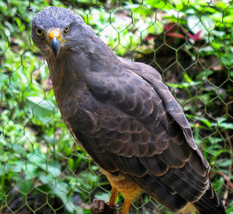 Alvin, the Roadside Hawk