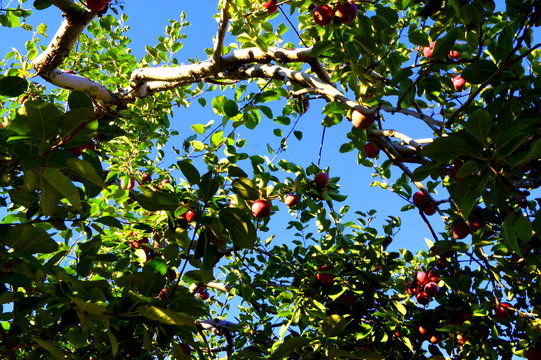 pommes dans l'arbre