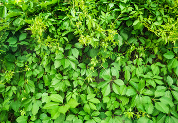 texture green shrub leaves