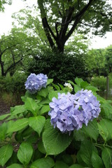 雨の公園に咲く紫陽花