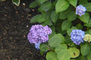 blue flowers in the garden
