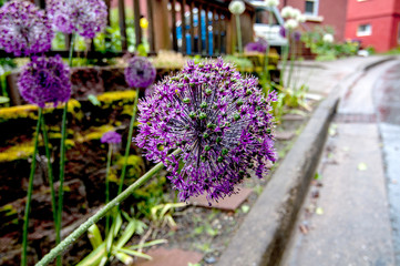 beautiful flowers in alaska
