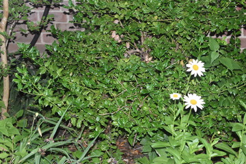 white flowers in the garden