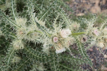 Mountain Thistle