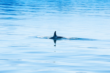 humpback whale in the sea,splashing water