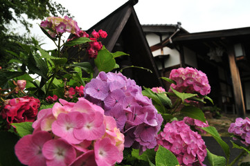 アジサイ