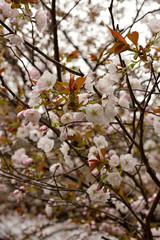 山桜