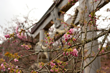 鳥居と蕾の八重桜