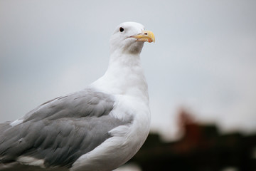 Storm Front Gull