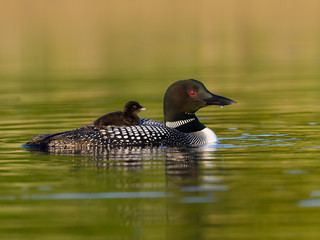 Baby common loon chick takes ride on the back of its parent in early morning light © FotoRequest