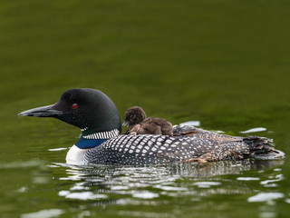A baby common loon chick takes ride on the back of its parent in green water