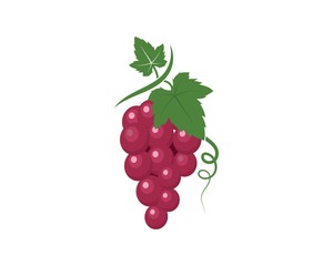 Grape fruits with leaf icon vector illustrtion