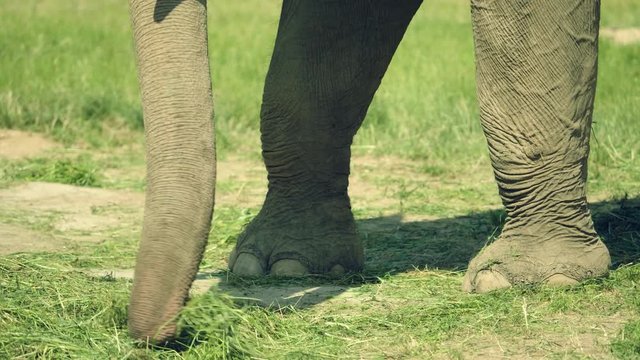 Elefant eating hay grass detail 4K