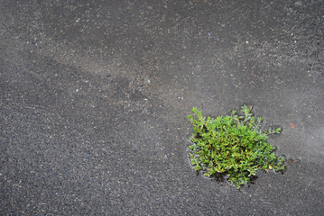 アスファルト　草　素材